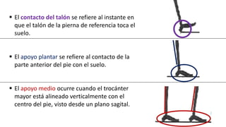  El contacto del talón se refiere al instante en
que el talón de la pierna de referencia toca el
suelo.
 El apoyo plantar se refiere al contacto de la
parte anterior del pie con el suelo.
 El apoyo medio ocurre cuando el trocánter
mayor está alineado verticalmente con el
centro del pie, visto desde un plano sagital.
 