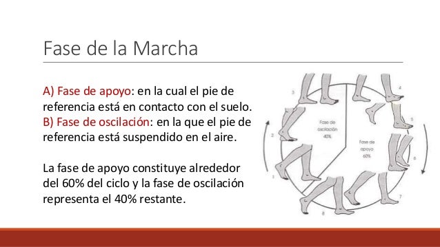 oscilacion marcha marcha humana oscilacion marcha marcha humana