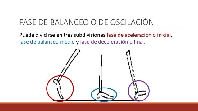 oscilacion marcha marcha humana oscilacion marcha marcha humana