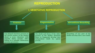 Marchantia, Dr.V.Vijaya, Assistant Professor of Botany, E.M.G. Yadava ...