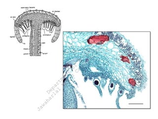 marchantia.pdf