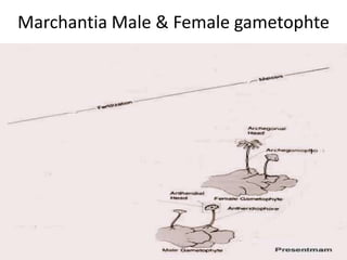 Marchantia Male & Female gametophte

 