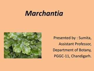 Marchantia
Presented by : Sumita,
Assistant Professor,
Department of Botany,
PGGC-11, Chandigarh.
 
