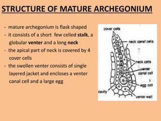 STRUCTURE OF MATURE ARCHEGONIUM
- mature archegonium is flask shaped
- it consists of a short few celled stalk, a
globular venter and a long neck
- the apical part of neck is covered by 4
cover cells
- the swollen venter consists of single
layered jacket and encloses a venter
canal cell and a large egg
 