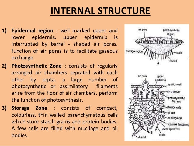 Marchantia Ppt