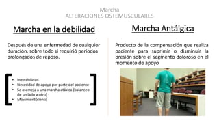 Marcha
ALTERACIONES OSTEMUSCULARES
Marcha en la debilidad
Después de una enfermedad de cualquier
duración, sobre todo si requirió períodos
prolongados de reposo.
Producto de la compensación que realiza
paciente para suprimir o disminuir la
presión sobre el segmento doloroso en el
momento de apoyo
Marcha Antálgica
[ ]• Inestabilidad.
• Necesidad de apoyo por parte del paciente
• Se asemeja a una marcha atáxica (balanceo
de un lado a otro)
• Movimiento lento
 