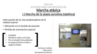 Marcha
ALTERACIONES NEUROLÓGICAS
I.) Marcha de la ataxia sensitiva (tabética)
Interrupción de las vías propioceptivas de la
médula espinal
• Alteración en el sentido de posición
• Pérdida de orientación espacial
Marcha atáxica
Esclerosis múltiple
Tabes dorsal
Neuropatías periféricas
[
• Inestable
• Mirada al suelo y a los pies
• Pie es lanzado hacia adelante
• Se apoya primero el talón y
luego los dedos
]
 