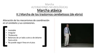 Marcha
ALTERACIONES NEUROLÓGICAS
II.) Marcha de los trastornos cerebelosos (de ebrio)
Alteración de los mecanismos de coordinación
en el cerebelo y sus conexiones.
Marcha atáxica
• Inestable
• Irregular
• Titubeante
• Balanceo de un lado a otro o de delante
hacia atrás
• No puede seguir línea en el piso
 