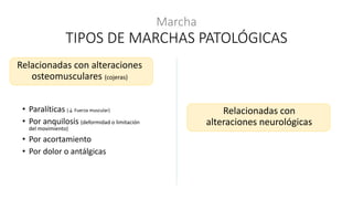 Relacionadas con alteraciones
osteomusculares (cojeras)
Marcha
TIPOS DE MARCHAS PATOLÓGICAS
Relacionadas con
alteraciones neurológicas
• Paralíticas (↓ Fuerza muscular)
• Por anquilosis (deformidad o limitación
del movimiento)
• Por acortamiento
• Por dolor o antálgicas
 