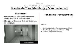 Marcha
ALTERACIONES OSTEMUSCULARES
Glúteo Medio
• Acción normal: Elevar pelvis del lado
opuesto al que se está apoyando.
• Alteración: Descenso de la pelvis del lado
de no apoyo.
Marcha de Trendelemburg y Marcha de pato
Prueba de Trendelemburg
MarchadeTrendelemburg
Descenso de…
• Hemipelvis del
lado no
apoyado
• Surco glúteo
PRUEBA POSITIVA
CAUSAS
• Debilidad glútea (atrofia muscular, poliomielitis).
• Coxa Vara (ángulo cervicodiafisario < 128°)
• Luxación congénita de la cadera
Marcha de Pato
 