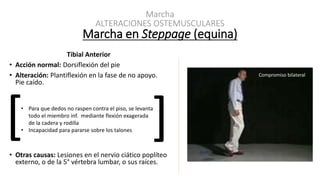 Marcha
ALTERACIONES OSTEMUSCULARES
Marcha en Steppage (equina)
Tibial Anterior
• Acción normal: Dorsiflexión del pie
• Alteración: Plantiflexión en la fase de no apoyo.
Pie caído.
• Otras causas: Lesiones en el nervio ciático poplíteo
externo, o de la 5° vértebra lumbar, o sus raíces.
[ ]• Para que dedos no raspen contra el piso, se levanta
todo el miembro inf. mediante flexión exagerada
de la cadera y rodilla
• Incapacidad para pararse sobre los talones
Compromiso bilateral
 