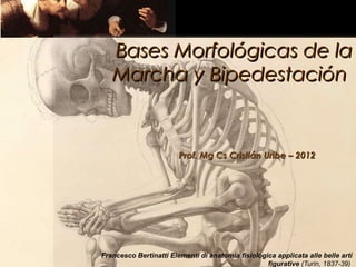 Bases Morfológicas de la
   Marcha y Bipedestación


                        Prof. Mg Cs Cristián Uribe – 2012




Francesco Bertinatti Elementi di anatomia fisiologica applicata alle belle arti
                                                   figurative (Turin, 1837-39)
 