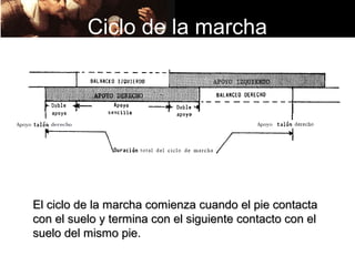 Ciclo de la marcha




El ciclo de la marcha comienza cuando el pie contacta
con el suelo y termina con el siguiente contacto con el
suelo del mismo pie.
 