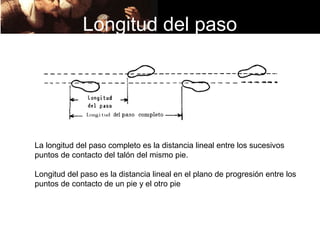 Longitud del paso




La longitud del paso completo es la distancia lineal entre los sucesivos
puntos de contacto del talón del mismo pie.

Longitud del paso es la distancia lineal en el plano de progresión entre los
puntos de contacto de un pie y el otro pie
 
