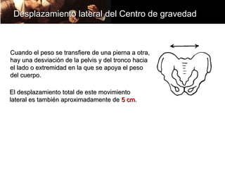 Desplazamiento lateral del Centro de gravedad



Cuando el peso se transfiere de una pierna a otra,
hay una desviación de la pelvis y del tronco hacia
el lado o extremidad en la que se apoya el peso
del cuerpo.

El desplazamiento total de este movimiento
lateral es también aproximadamente de 5 cm.
 