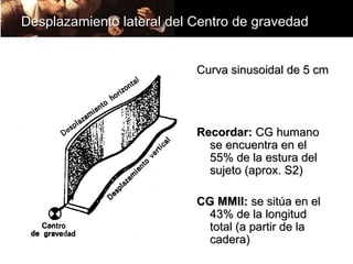 Desplazamiento lateral del Centro de gravedad


                           Curva sinusoidal de 5 cm




                           Recordar: CG humano
                             se encuentra en el
                             55% de la estura del
                             sujeto (aprox. S2)

                           CG MMII: se sitúa en el
                             43% de la longitud
                             total (a partir de la
                             cadera)
 