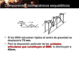 Componentes biomecánicos esqueléticos




• Si los MMII estuvieran rígidos el centro de gravedad se
  desplazaría 75 mm.
• Pero la disposición particular de las unidades
  articulares que constituyen el MMII, lo disminuyen a
  45mm.
 