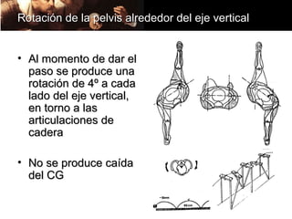 Rotación de la pelvis alrededor del eje vertical


• Al momento de dar el
  paso se produce una
  rotación de 4º a cada
  lado del eje vertical,
  en torno a las
  articulaciones de
  cadera

• No se produce caída
  del CG
 
