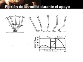 Flexión de la rodilla durante el apoyo
 
