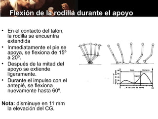 Flexión de la rodilla durante el apoyo

• En el contacto del talón,
  la rodilla se encuentra
  extendida
• Inmediatamente el pie se
  apoya, se flexiona de 15º
  a 20º.
• Después de la mitad del
  apoyo se extiende
  ligeramente.
• Durante el impulso con el
  antepié, se flexiona
  nuevamente hasta 60º.

Nota: disminuye en 11 mm
  la elevación del CG.
 