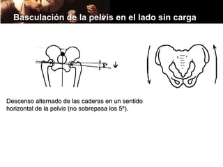 Basculación de la pelvis en el lado sin carga




Descenso alternado de las caderas en un sentido
horizontal de la pelvis (no sobrepasa los 5º).
 