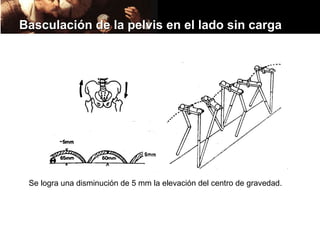 Basculación de la pelvis en el lado sin carga




 Se logra una disminución de 5 mm la elevación del centro de gravedad.
 