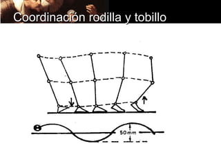 Coordinación rodilla y tobillo
 