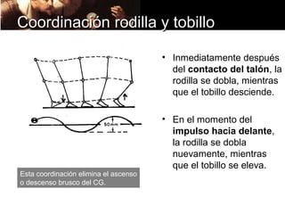 Coordinación rodilla y tobillo

                                       • Inmediatamente después
                                         del contacto del talón, la
                                         rodilla se dobla, mientras
                                         que el tobillo desciende.

                                       • En el momento del
                                         impulso hacia delante,
                                         la rodilla se dobla
                                         nuevamente, mientras
                                         que el tobillo se eleva.
Esta coordinación elimina el ascenso
o descenso brusco del CG.
 