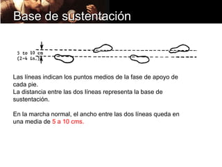 Base de sustentación



Las líneas indican los puntos medios de la fase de apoyo de
cada pie.
La distancia entre las dos líneas representa la base de
sustentación.

En la marcha normal, el ancho entre las dos líneas queda en
una media de 5 a 10 cms.
 