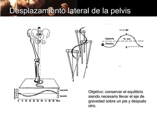 Desplazamiento lateral de la pelvis




                      Objetivo: conservar el equilibrio
                      siendo necesario llevar el eje de
                      gravedad sobre un pie y después
                      otro.
 