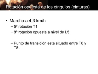 Rotación opuesta de los cíngulos (cinturas)


• Marcha a 4,3 km/h
  – 5º rotación T1
  – 8º rotación opuesta a nivel de L5

  – Punto de transición esta situado entre T6 y
    T8.
 