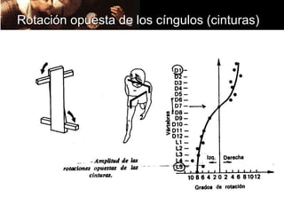 Rotación opuesta de los cíngulos (cinturas)
 