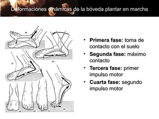 Deformaciones dinámicas de la bóveda plantar en marcha




                            • Primera fase: toma de
                              contacto con el suelo
                            • Segunda fase: máximo
                              contacto
                            • Tercera fase: primer
                              impulso motor
                            • Cuarta fase: segundo
                              impulso motor
 
