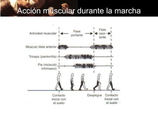 Acción muscular durante la marcha
 