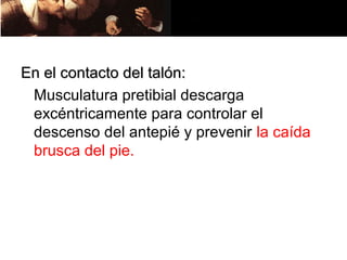 En el contacto del talón:
 Musculatura pretibial descarga
 excéntricamente para controlar el
 descenso del antepié y prevenir la caída
 brusca del pie.
 