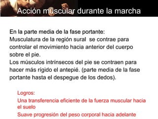 Acción muscular durante la marcha

En la parte media de la fase portante:
Musculatura de la región sural se contrae para
controlar el movimiento hacia anterior del cuerpo
sobre el pie.
Los músculos intrínsecos del pie se contraen para
hacer más rígido el antepié. (parte media de la fase
portante hasta el despegue de los dedos).

   Logros:
   Una transferencia eficiente de la fuerza muscular hacia
   el suelo
   Suave progresión del peso corporal hacia adelante
 
