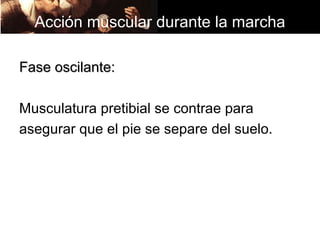 Acción muscular durante la marcha

Fase oscilante:

Musculatura pretibial se contrae para
asegurar que el pie se separe del suelo.
 