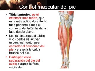 Control muscular del pie
• Tibial anterior, es el
  extensor más fuerte, que
  esta más activo durante la
  fase portante desde el
  contacto del talón hasta la
  fase de pie plano.
• Los extensores del tobillo
  y los dedos se activan
  excéntricamente para
  controlar el descenso del
  pie y prevenir la caída
  brusca del pie.
• Participan en la
  separación del pie del
  suelo durante la fase
  oscilante.
 