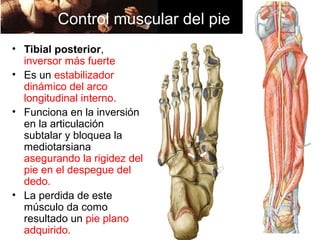 Control muscular del pie
• Tibial posterior,
  inversor más fuerte
• Es un estabilizador
  dinámico del arco
  longitudinal interno.
• Funciona en la inversión
  en la articulación
  subtalar y bloquea la
  mediotarsiana
  asegurando la rigidez del
  pie en el despegue del
  dedo.
• La perdida de este
  músculo da como
  resultado un pie plano
  adquirido.
 