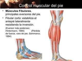 Control muscular del pie
• Músculos Fibulares,
  principales eversores del pie.
• Fibular corto: estabiliza el
  antepié lateralmente
  resistiendo la inversión.
  (Eversor más poderoso;
  Hintermann, 1994)         (Pérdida
  de fuerza, varo de pie; Sammarco,
  1994)
 
