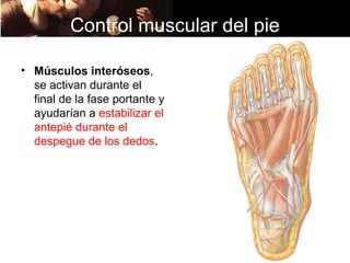 Control muscular del pie

• Músculos interóseos,
  se activan durante el
  final de la fase portante y
  ayudarían a estabilizar el
  antepié durante el
  despegue de los dedos.
 