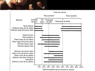 Marcha y bipedestación