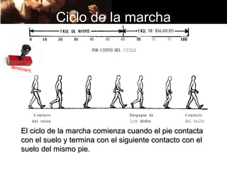 Ciclo de la marcha




El ciclo de la marcha comienza cuando el pie contacta
con el suelo y termina con el siguiente contacto con el
suelo del mismo pie.
 