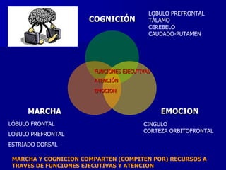 LÓBULO FRONTAL LOBULO PREFRONTAL ESTRIADO DORSAL LOBULO PREFRONTAL TÁLAMO CEREBELO CAUDADO-PUTAMEN CINGULO CORTEZA ORBITOFRONTAL FUNCIONES EJECUTIVAS ATENCIÓN  EMOCION   MARCHA Y COGNICION COMPARTEN (COMPITEN POR) RECURSOS A TRAVES DE FUNCIONES EJECUTIVAS Y ATENCION COGNICIÓN EMOCION MARCHA 