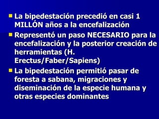 La bipedestación precedió en casi 1 MILLÓN años a la encefalización Representó un paso NECESARIO para la encefalización y la posterior creación de herramientas (H. Erectus/Faber/Sapiens) La bipedestación permitió pasar de foresta a sabana, migraciones y diseminación de la especie humana y otras especies dominantes 