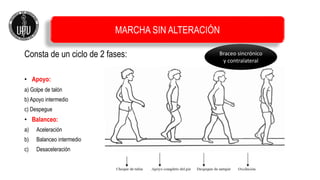 Consta de un ciclo de 2 fases:
• Apoyo:
a) Golpe de talón
b) Apoyo intermedio
c) Despegue
• Balanceo:
a) Aceleración
b) Balanceo intermedio
c) Desaceleración
MARCHA SIN ALTERACIÓN
Braceo sincrónico
y contralateral
 