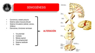 SEMIOGÉNESIS
• Conciencia y estado psíquico
• Sistema osteo-músculo-articular
• Sistema Circulatorio (arterial, venoso,
linfático)
• Estructuras y funciones nerviosas:
ALTERACIÓN
1. Vía piramidal
2. Cerebelo
3. Médula espinal
4. Vía extrapiramidal
5. Sistema vestibular
6. Visión
 