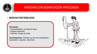 MARCHAS CON SIGNIFICACIÓN PATOLÓGICA
• MARCHA POR DEBILIDAD:
Semiografía:
Hay inestabilidad y necesidad de apoyo
Rodillas temblorosas
Debilidad riesgo de caídas
Semiodiagnóstico: Pacientes que han sido hospitalizados,
hipotiroidismo, depresión, desnutrición.
 
