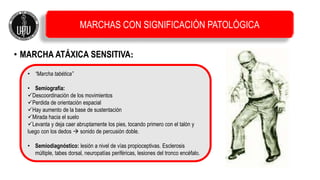 • MARCHA ATÁXICA SENSITIVA:
• “Marcha tabética”
• Semiografía:
Descoordinación de los movimientos
Perdida de orientación espacial
Hay aumento de la base de sustentación
Mirada hacia el suelo
Levanta y deja caer abruptamente los pies, tocando primero con el talón y
luego con los dedos  sonido de percusión doble.
• Semiodiagnóstico: lesión a nivel de vías propioceptivas. Esclerosis
múltiple, tabes dorsal, neuropatías periféricas, lesiones del tronco encéfalo.
MARCHAS CON SIGNIFICACIÓN PATOLÓGICA
 