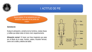 I. ACTITUD DE PIE
Buena postura  se caracteriza por una
alineación adecuada de las partes del
cuerpo.
Semiotecnia
Evaluar la alineación y simetría de los hombros, crestas iliacas
y rodillas que deben estar al mismo nivel, respectivamente.
Alineación normal  trazar una línea imaginaria que pasa
por el lóbulo de la oreja, hombro, cadera, trocánter femoral,
centro de la rodilla y delante del tobillo.
 